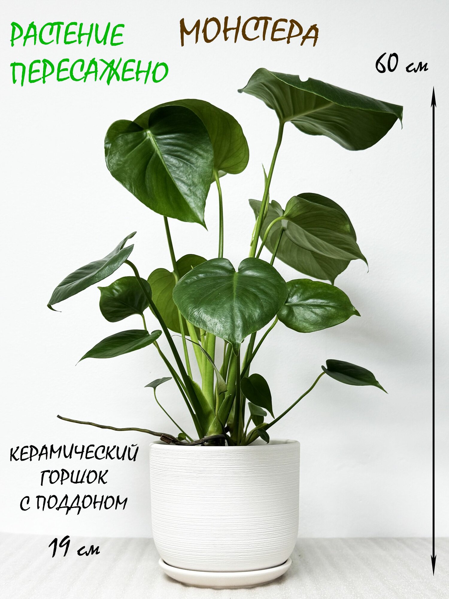 Монстера Делициоза в белом керамическом горшке с поддоном высота 55-65см