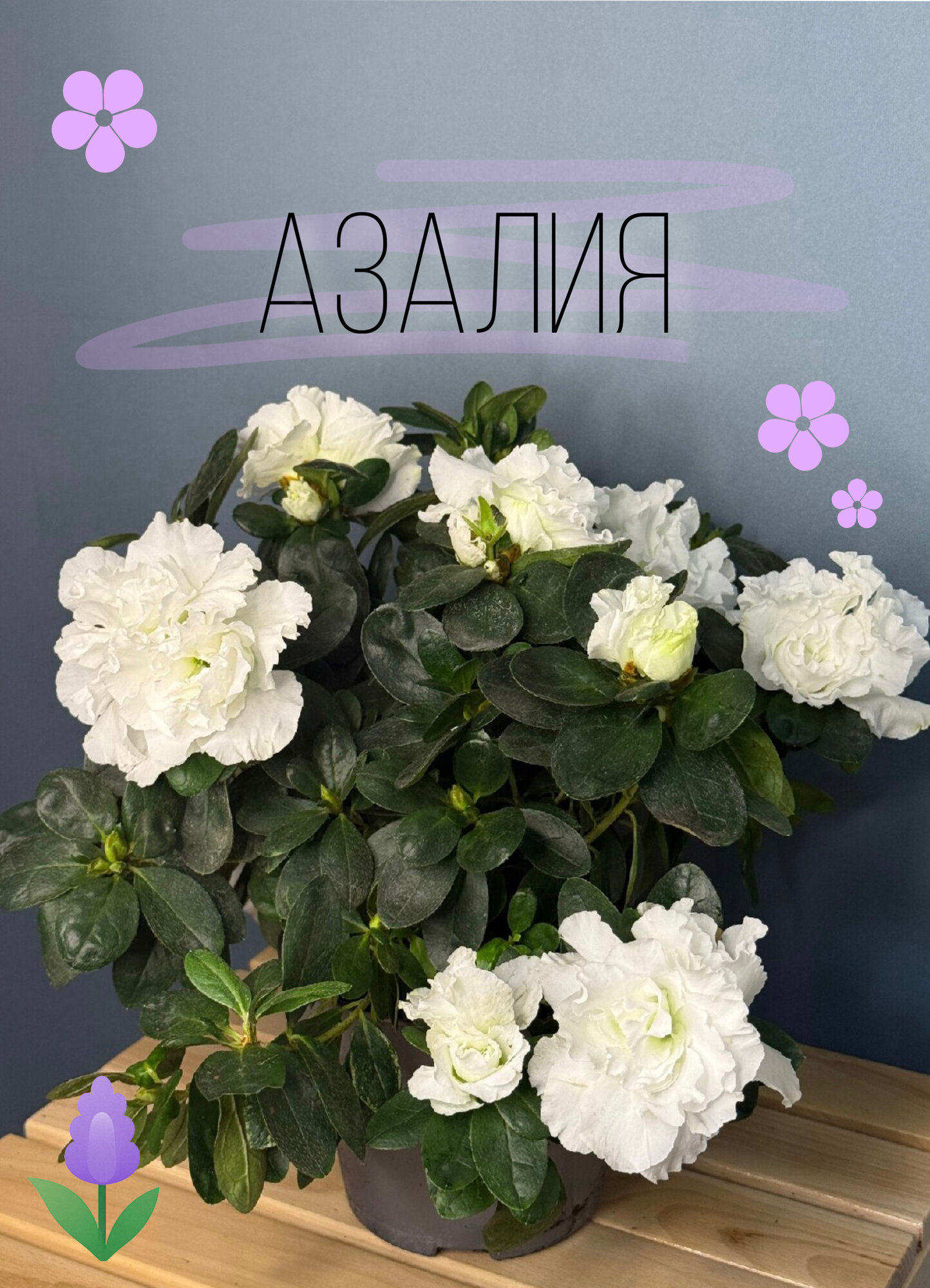 Азалия индийская белая (Azalea indica ‘White’) — роскошное цветение и нежная аура чистоты в вашем доме. Фото может отличаться от оригинала