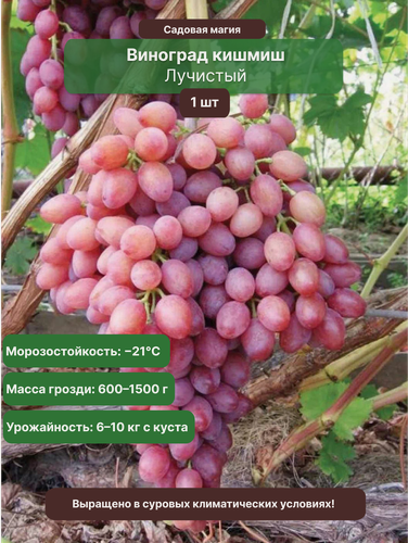 Изображение товара Виноград кишмиш Лучистый 1 шт / бессемянный, морозостойкий сорт