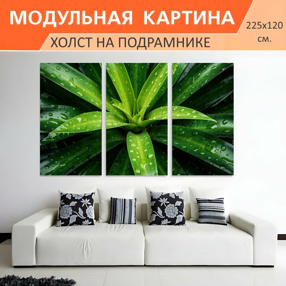 Модульная картина на холсте "Зеленые листья с каплями росы. Крупный план тропической розетки с глянцевой листвой, покрытой каплями." триптих на подрамнике 225х120 см. для интерьера