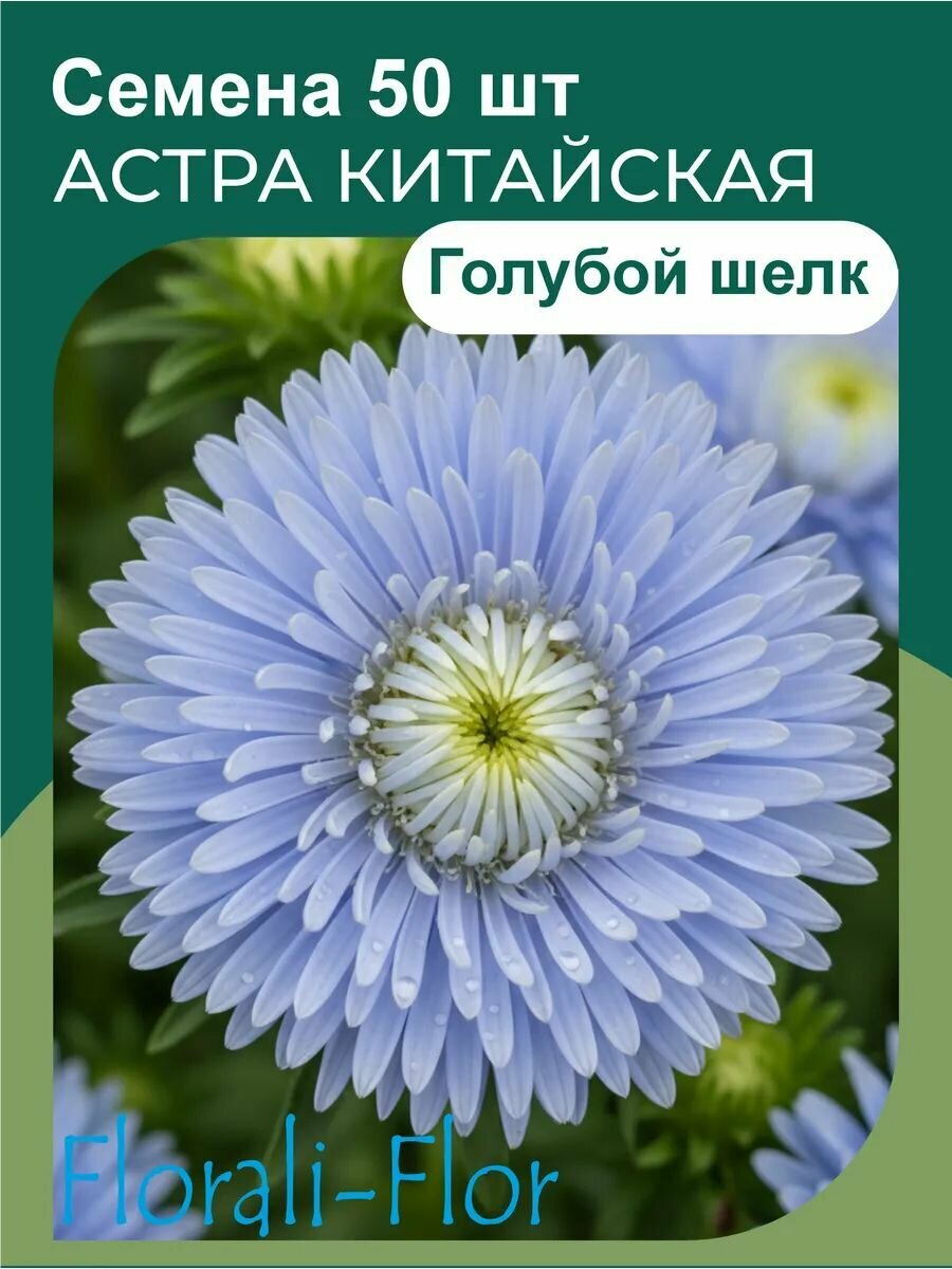 Астра Китайская Семена