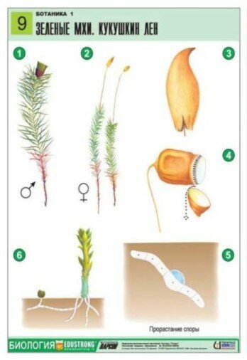 Комплект двухсторонних таблиц "Ботаника 1" (12 шт, А1, лам.) — фото 1