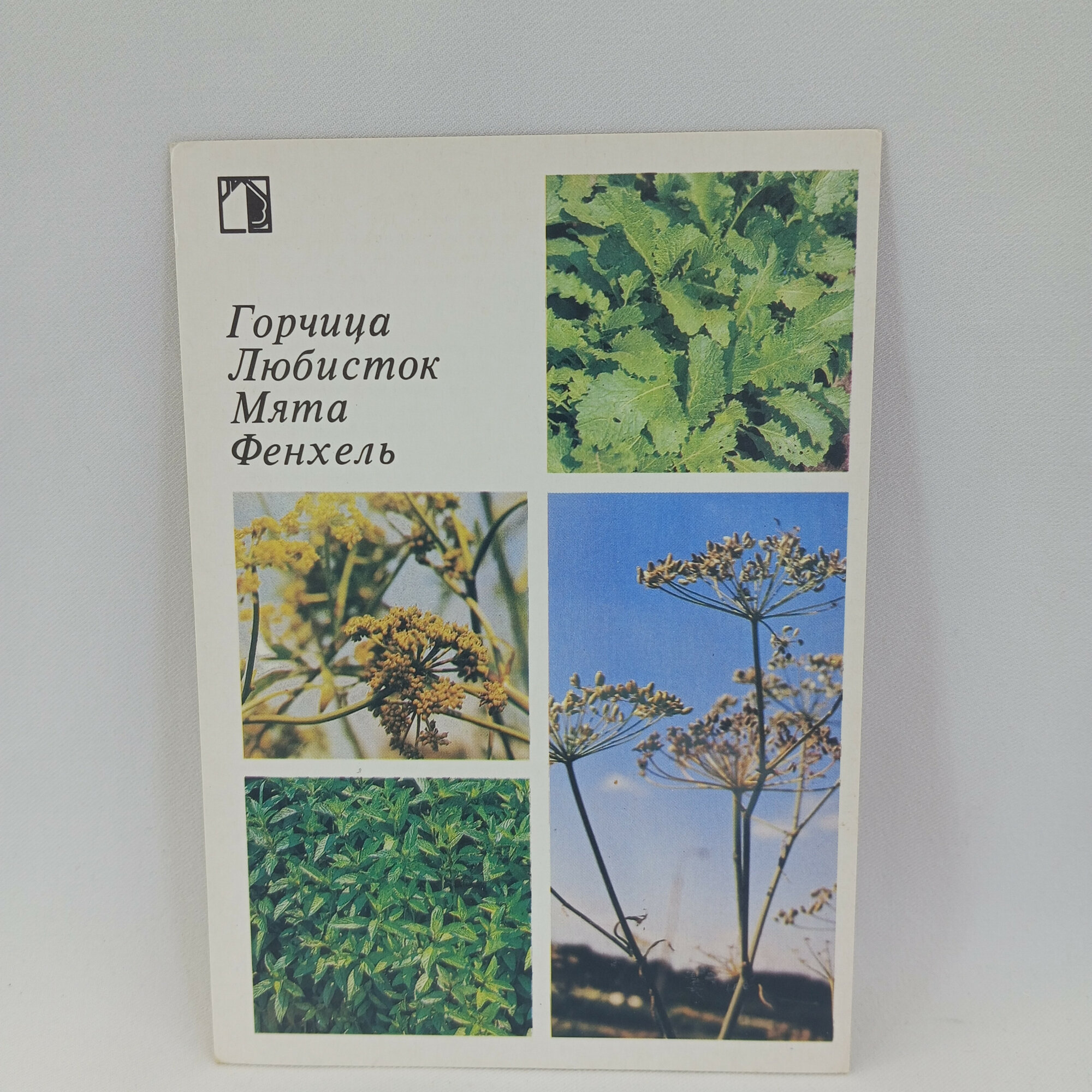 Открытка советская СССР. Горчица, мята, любисток и фенхель, растения для кухни. Винтаж