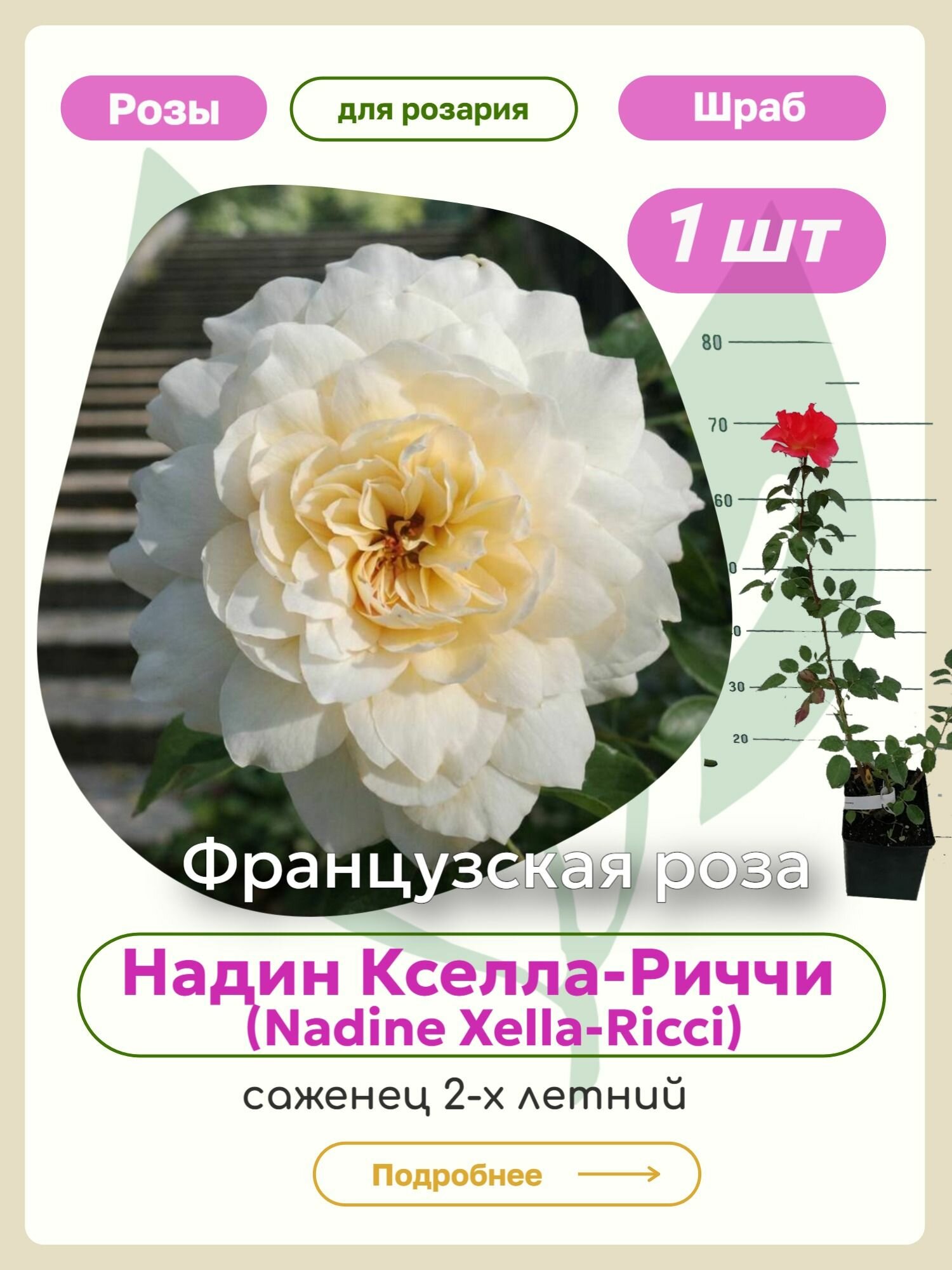 Саженцы роз Надин Кселла-Риччи (Nadine Xella-Ricci)