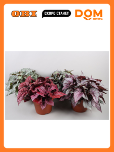 Основная фотография от вендора