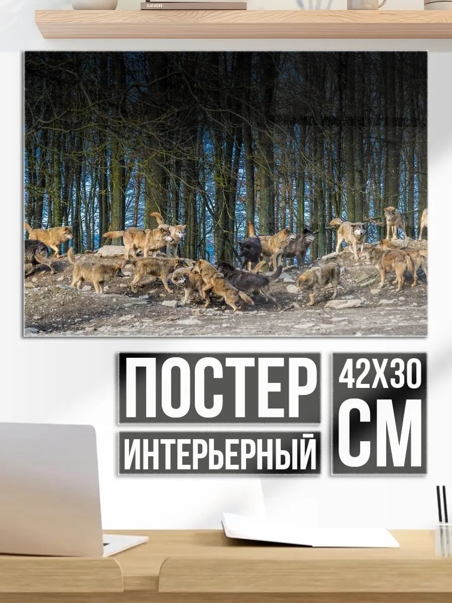 Плакат постер стая волков в лесу