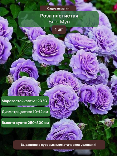 Изображение товара Роза плетистая "Блю Мун", 1 саженец, многолетняя, сиренево-перламутровый цвет