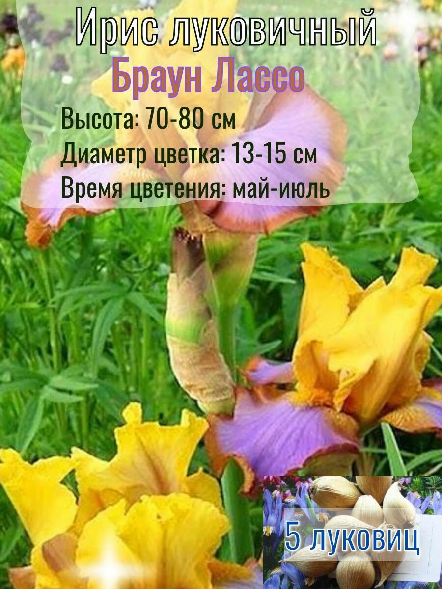 Ирис луковичный, многолетний 5 штук