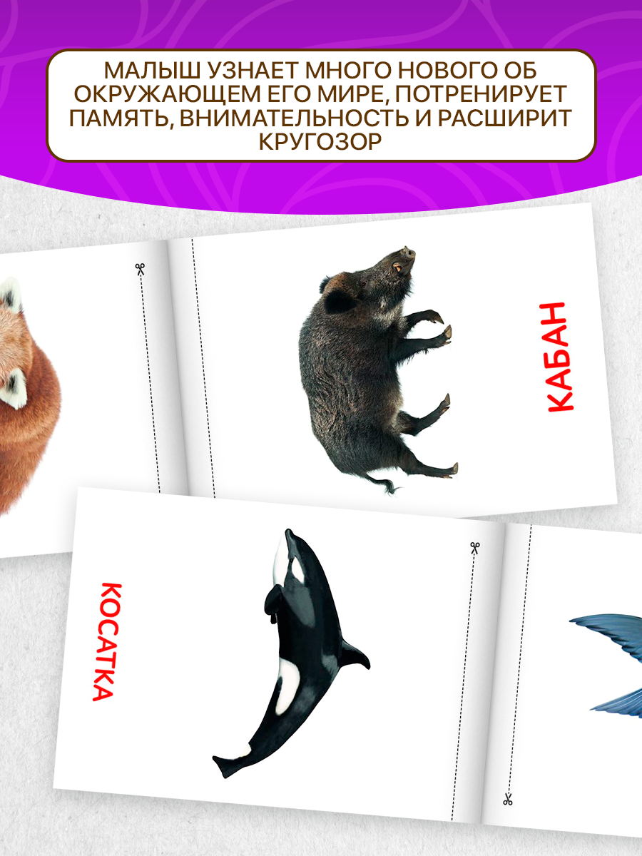 Набор обучающих книг по методике Г. Домана буква-ленд "Животные материков" 20 стр. — фото 1
