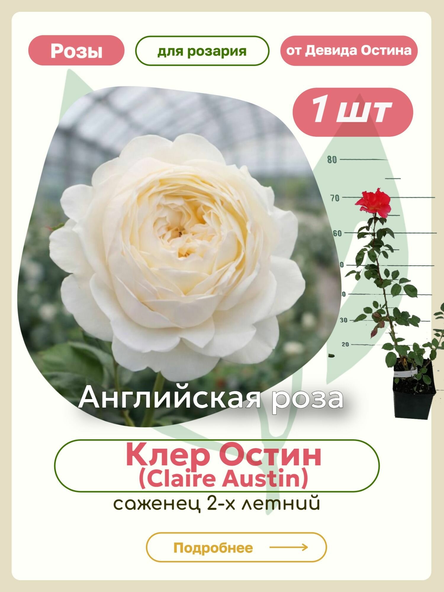 Саженцы роз Клер Остин (Claire Austin)