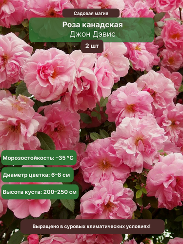 Изображение товара Роза канадская Джон Дэвис / 2 шт, морозостойкая, ароматная, розовая