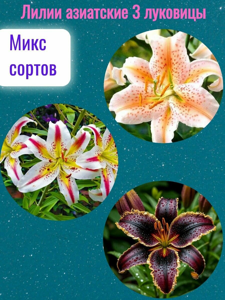 Лилия луковицы, многолетние цветы для посадки, микс 3 штуки