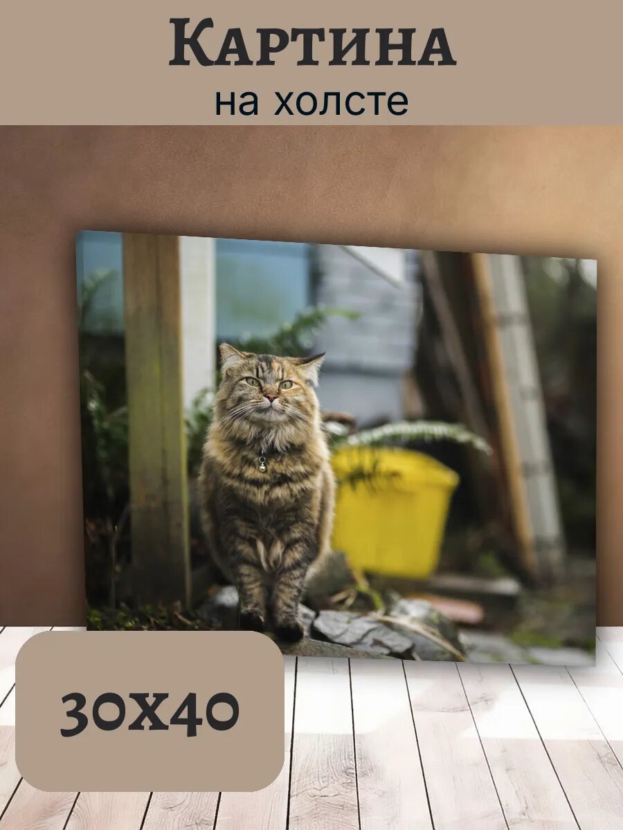 Картина Кот Кошка Cat 30x40 полосатый табби на камнях