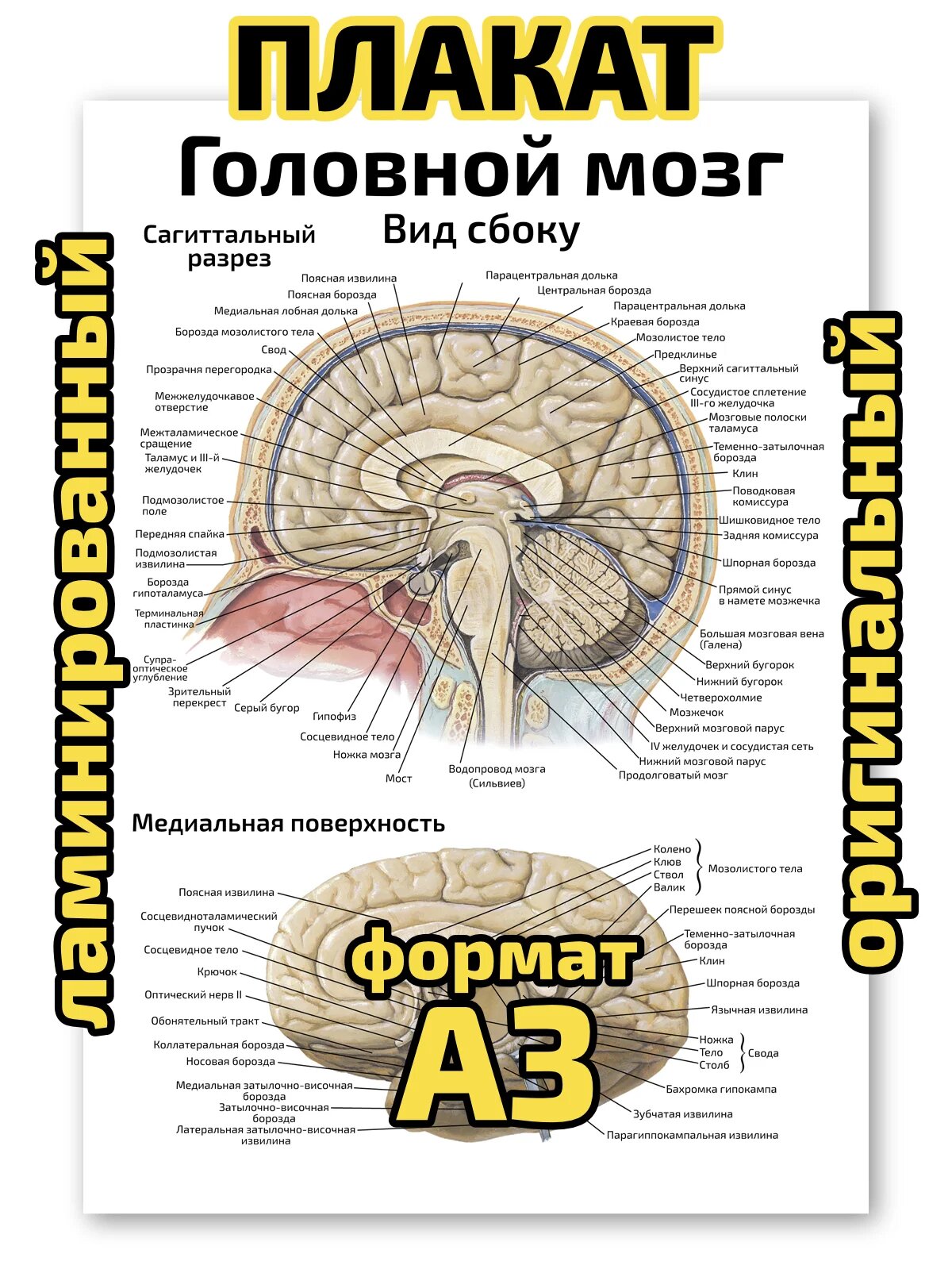 Плакат Квинг "Головной мозг: вид сбоку", ламинированный, А3, для изучения анатомии и медицины