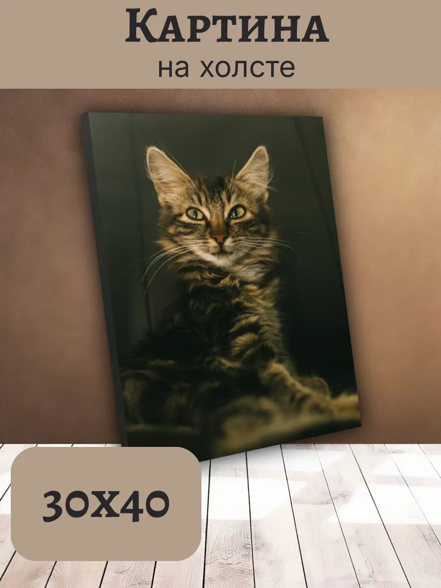 Картина Постер Кот Кошка Cat 30x40 пушистый табби котенок