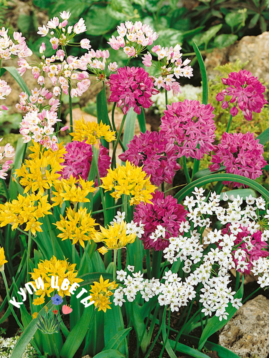 Луковицы цветов купи цветы Аллиум MIX (5 луковиц) разноцветный