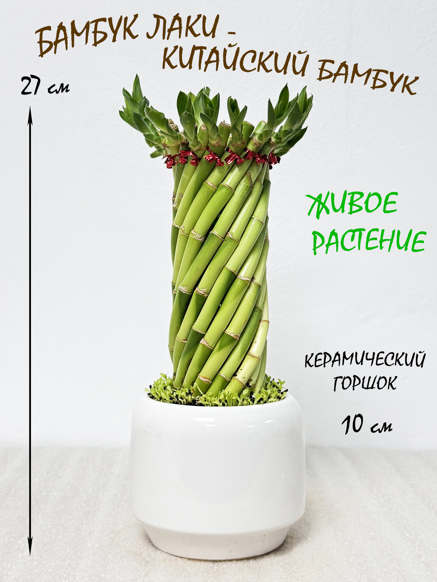 Бамбук Лаки в белой керамике высота 26-28см