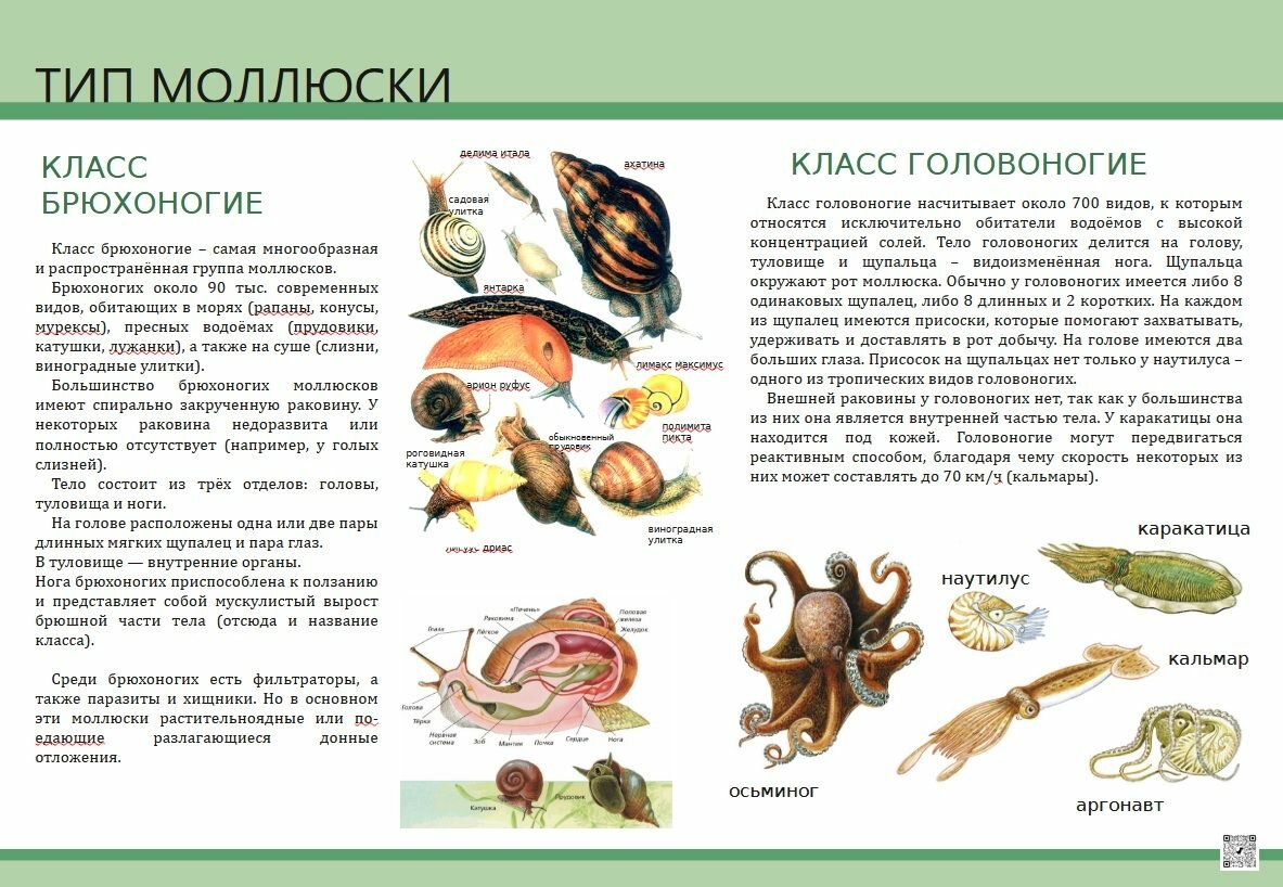 Комплект таблиц Биология 7 класс