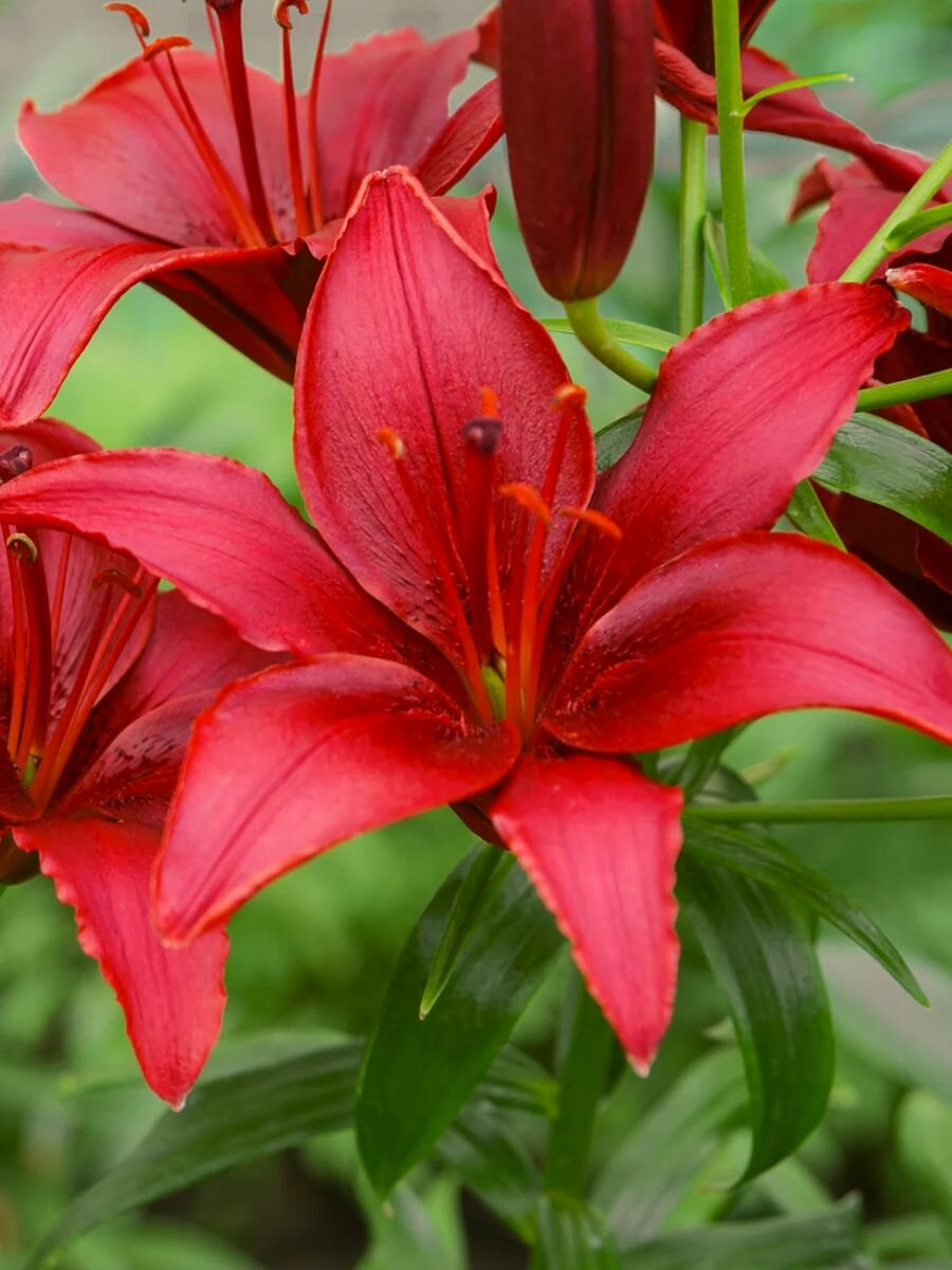 Лилия азиатская Гран Парадисо (2 лук) / лилии луковицы многолетние крупные