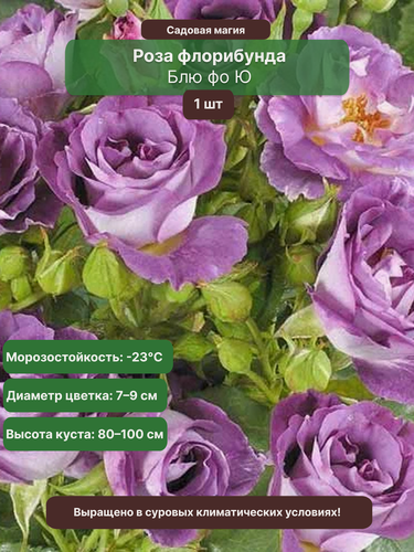 Изображение товара Роза флорибунда "Блю фо Ю", ЗКС, 1 саженец, 30-50см, многолетник
