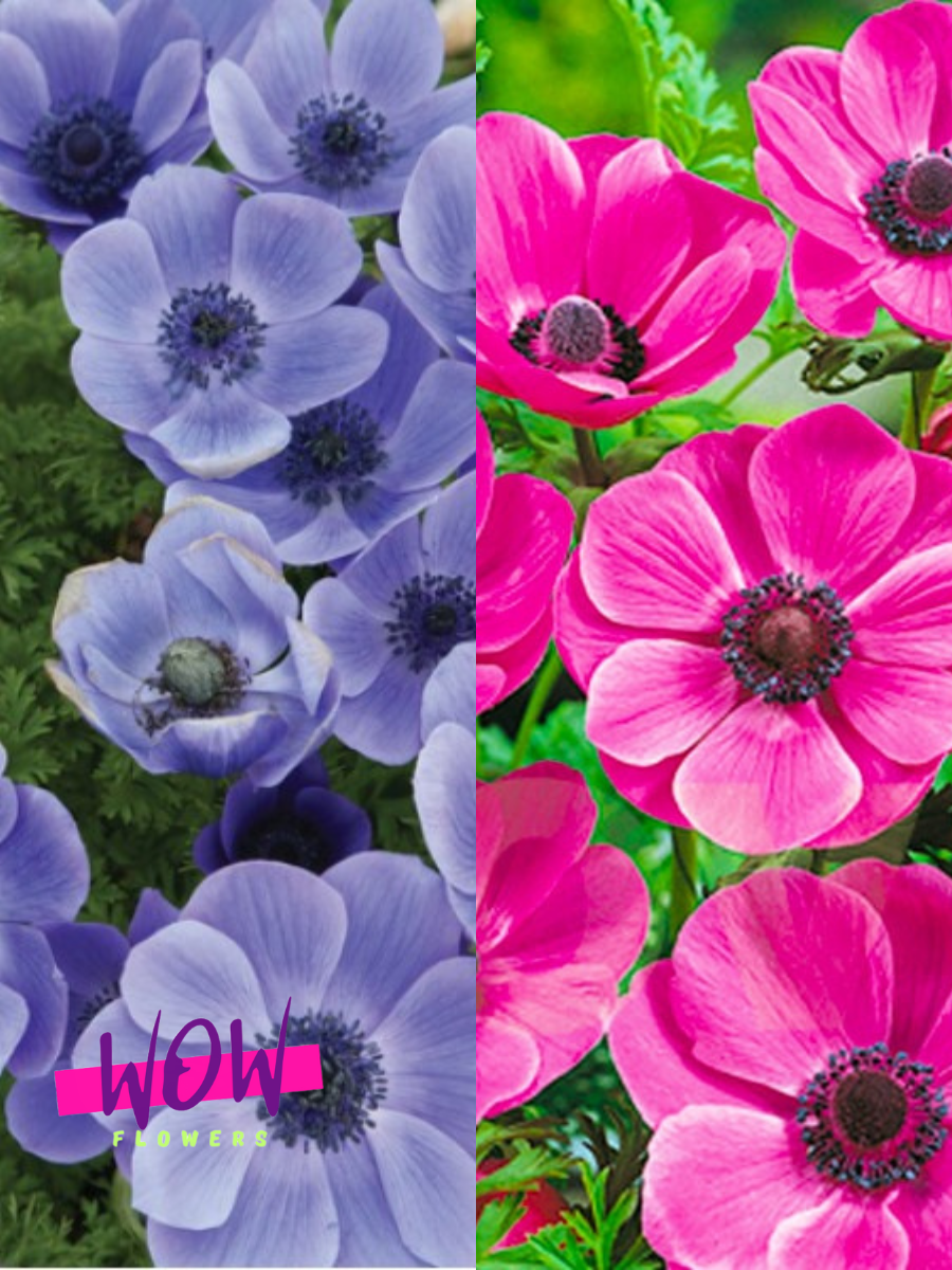 Луковицы цветов  WOW FLOWERS  Анемона Мистер Фоккер 10 шт\ Анемона Сульфида 10 шт