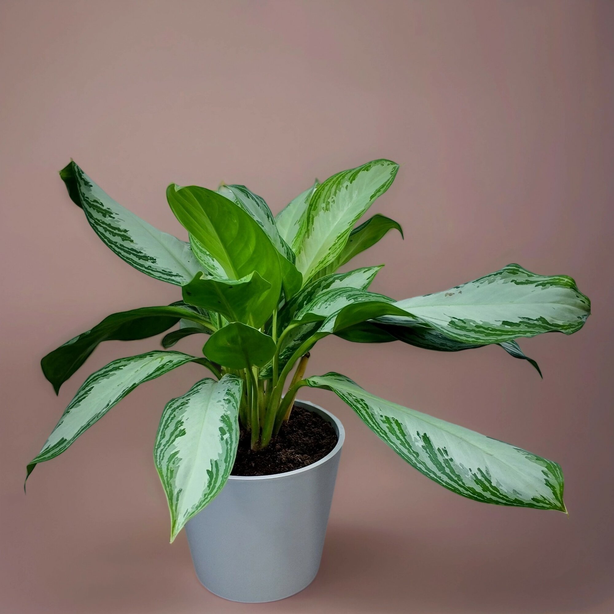 Аглаонема Сильвер Бэй - Глаша; в светло-сером круглом ЭКО-горшке