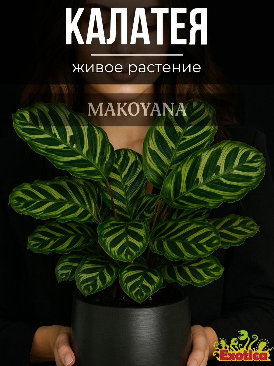 Калатея Макояна  Calathea Makoyana  D6см  живое растение