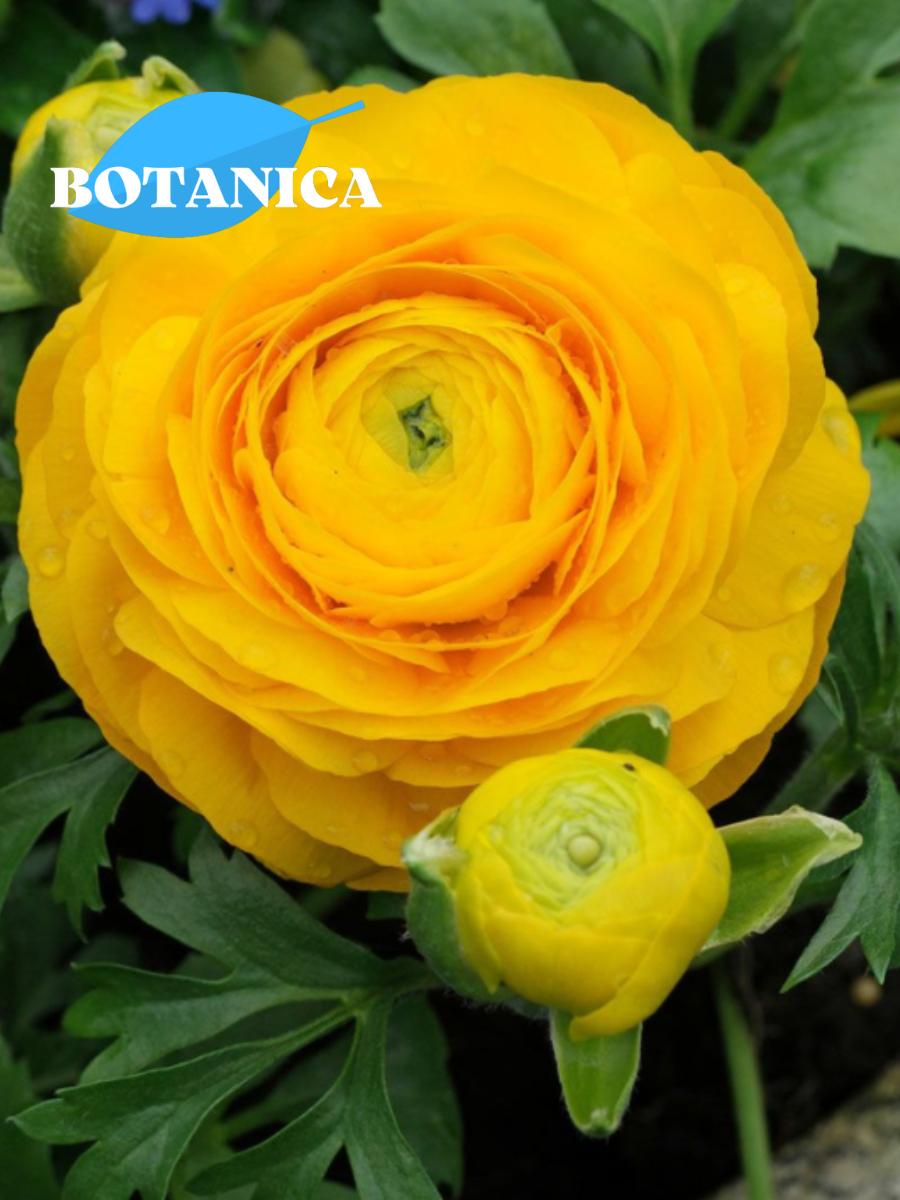 Луковицы цветов, botanica garden, ранункулюс йеллоу, 10 штук
