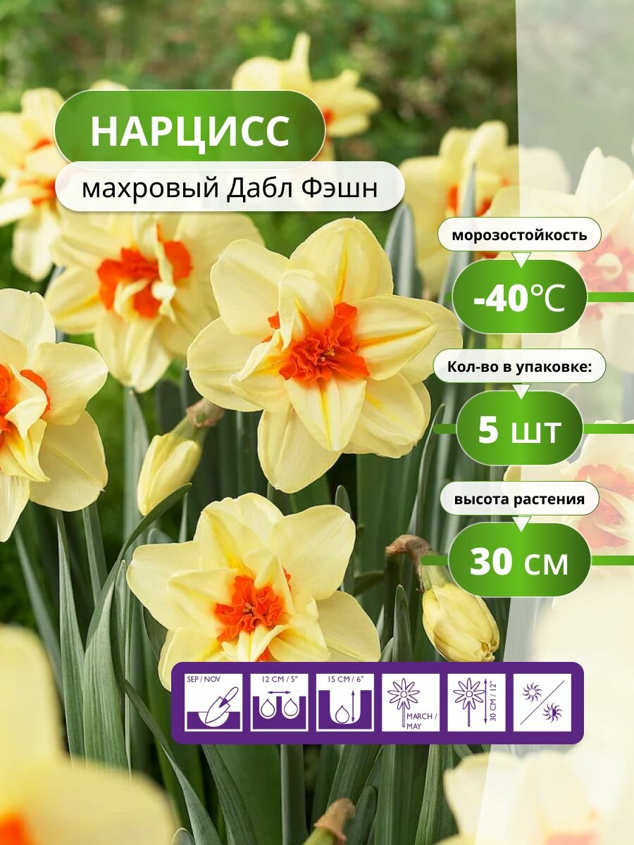 Нарцисс махровый Дабл Фэшн 5 луковиц / луковичные многолетние цветы