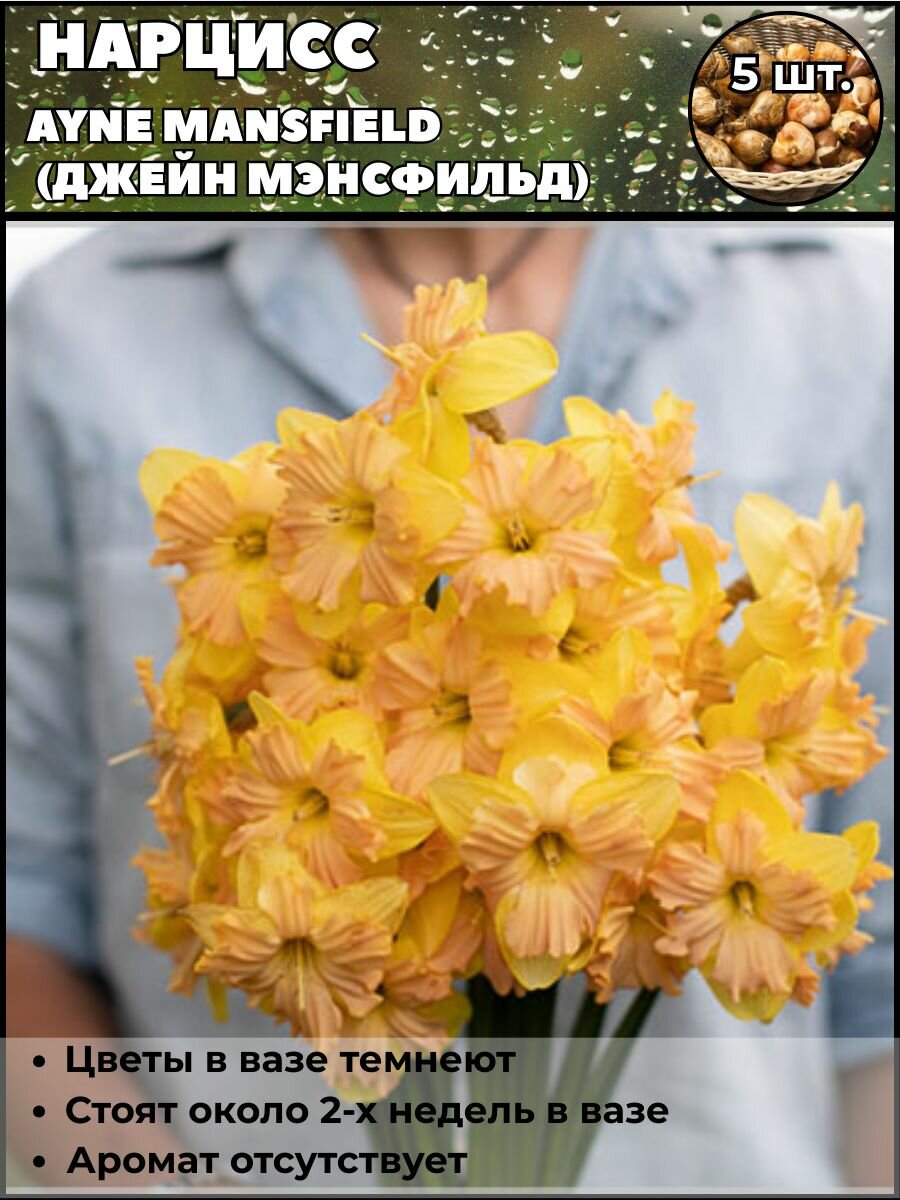 Нарцисс Джейн Мэнфилд луковицы 5 штук