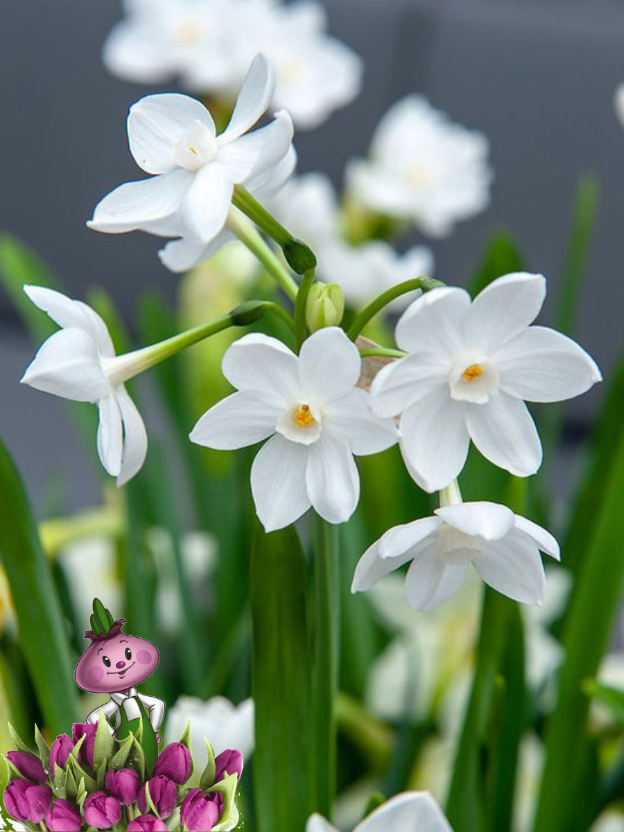 Луковицы цветов Chipollino flowers Нарцисс PAPERWHITE ZIVA (3 луковицы)