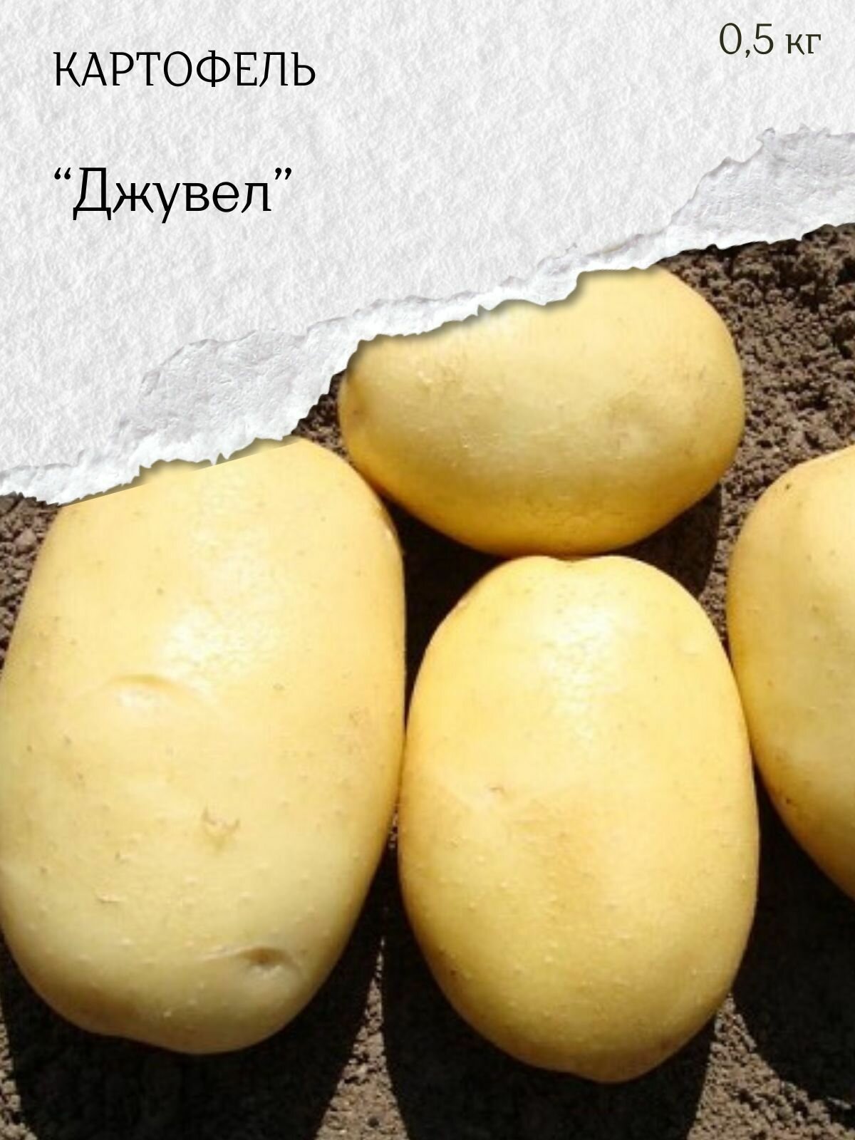 Картофель семенной белый Джувел клубни на посадку 500 гр.