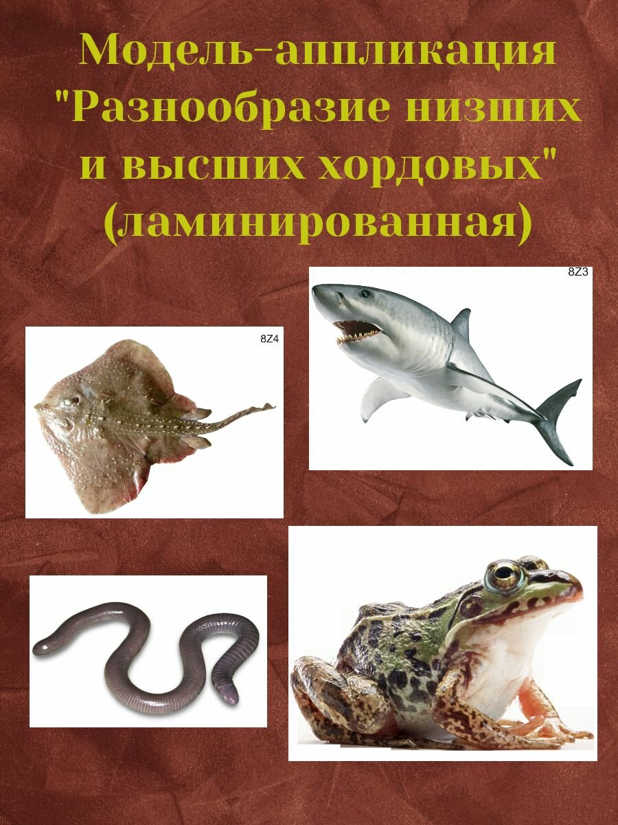 Модель-аппликация "Разнообразие низших и высших хордовых"