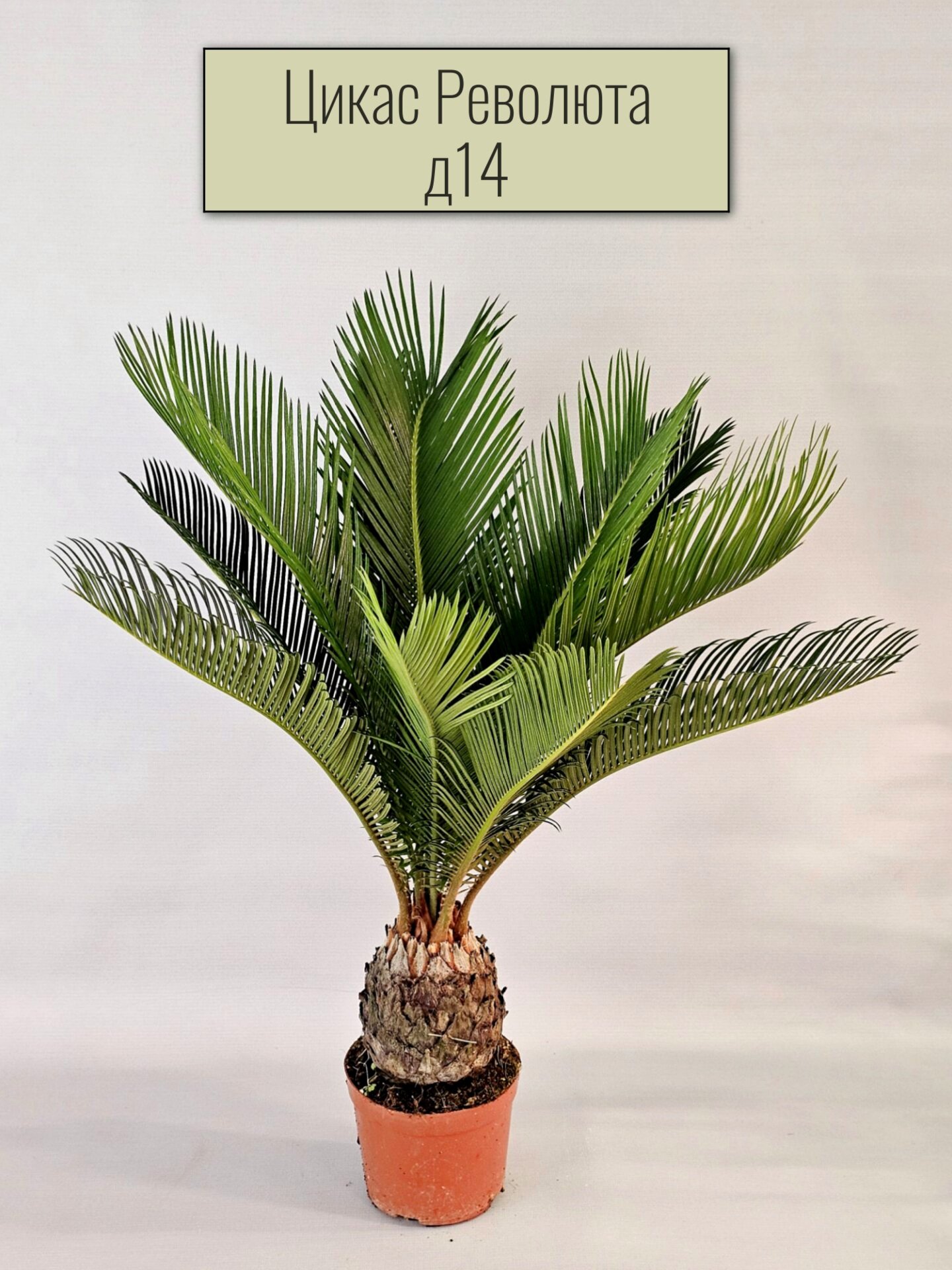 Цикас Революта живое растение в цветочном горшке диаметр горшка 14 см