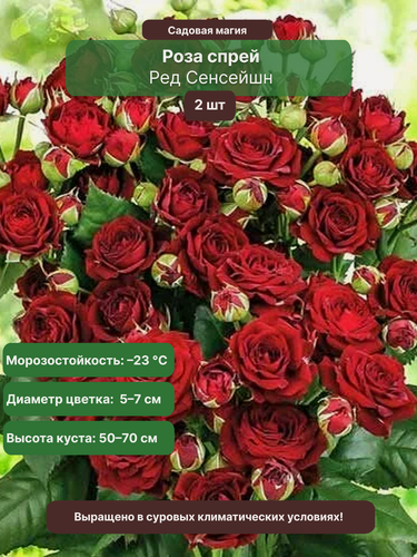 Изображение товара Роза спрей "Ред Сенсейшн", морозостойкая, многолетняя, 2 саженца