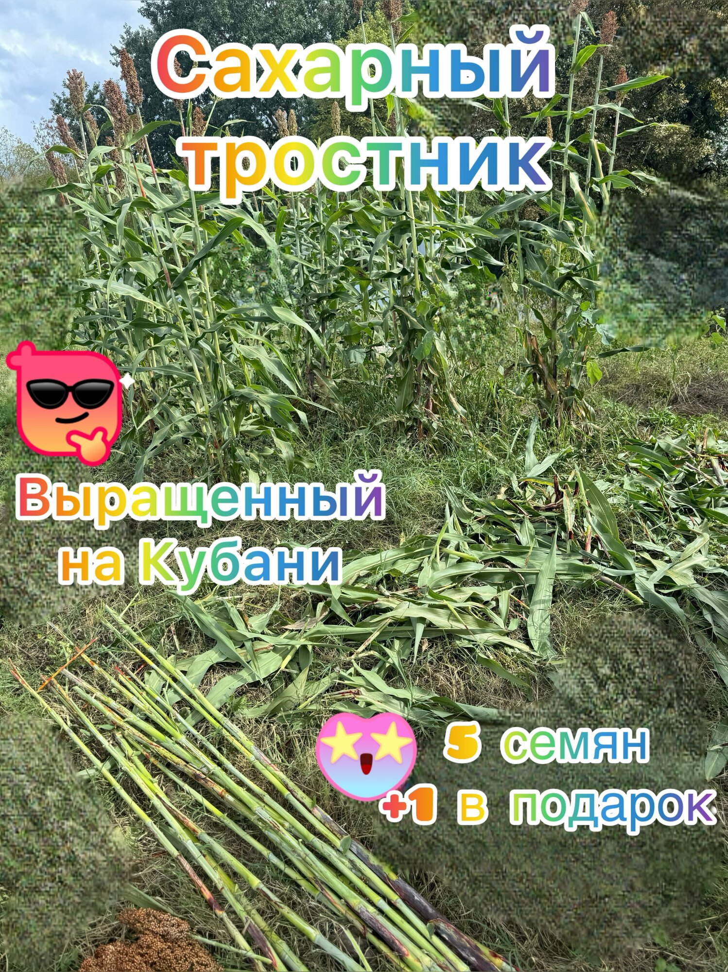 Сахарный Тростник 5 семян + 1 в подарок