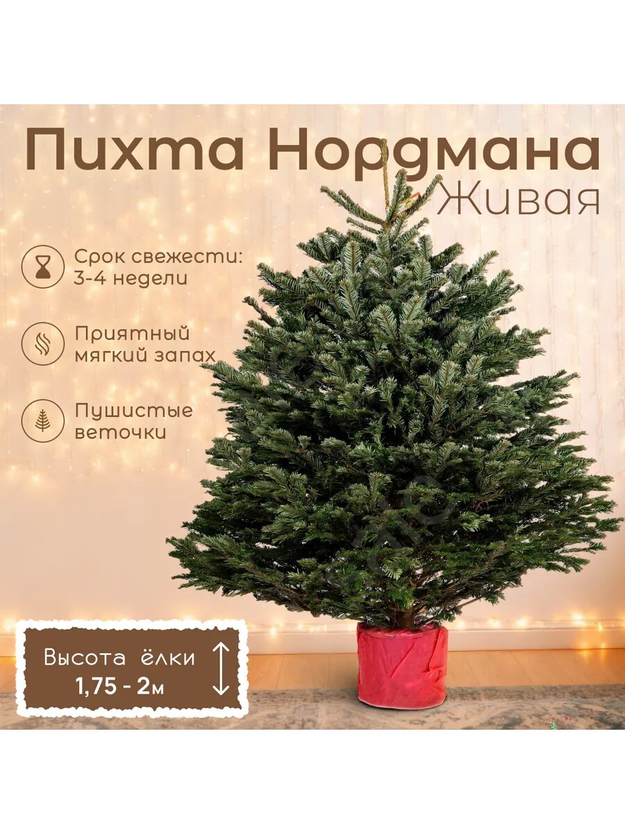 Пихта Нордмана в горшке ELKI SALE 175 - 2 м