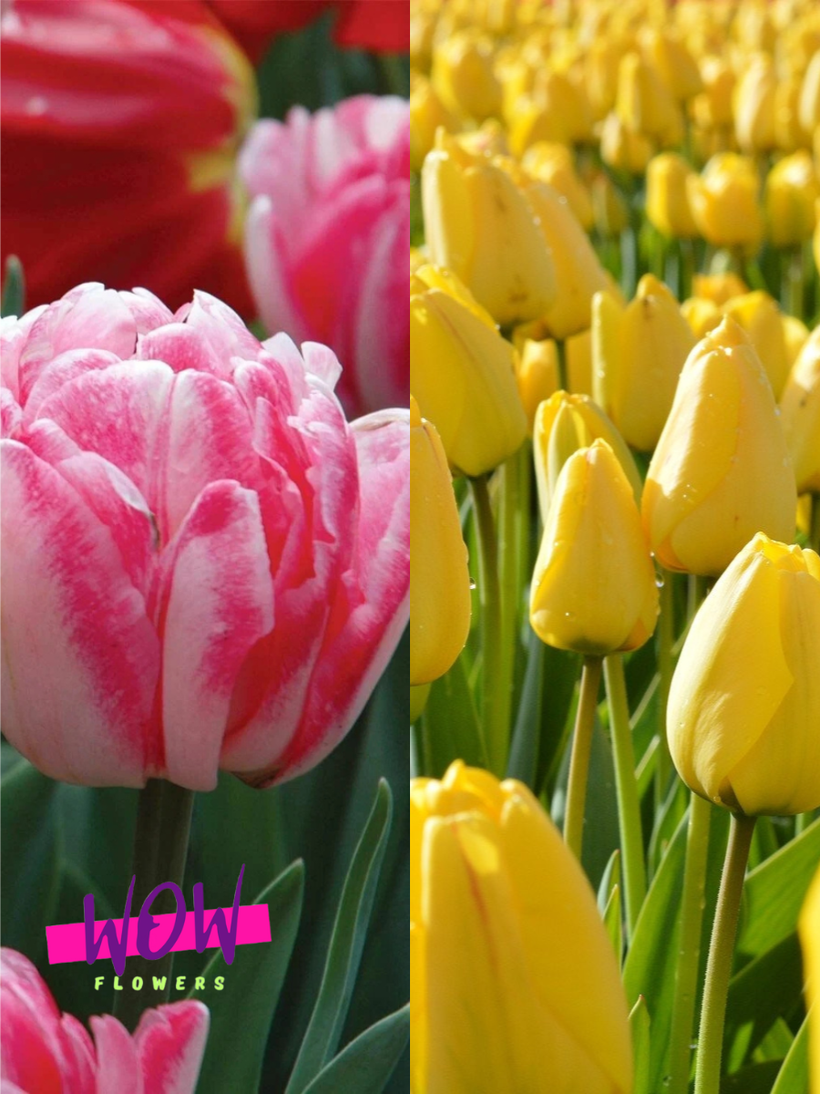 Луковицы цветов WOW FLOWERS TWIN Тюльпан Фокстрот 3 шт \ Тюльпан Голден Парад 3 шт ( 6 шт )