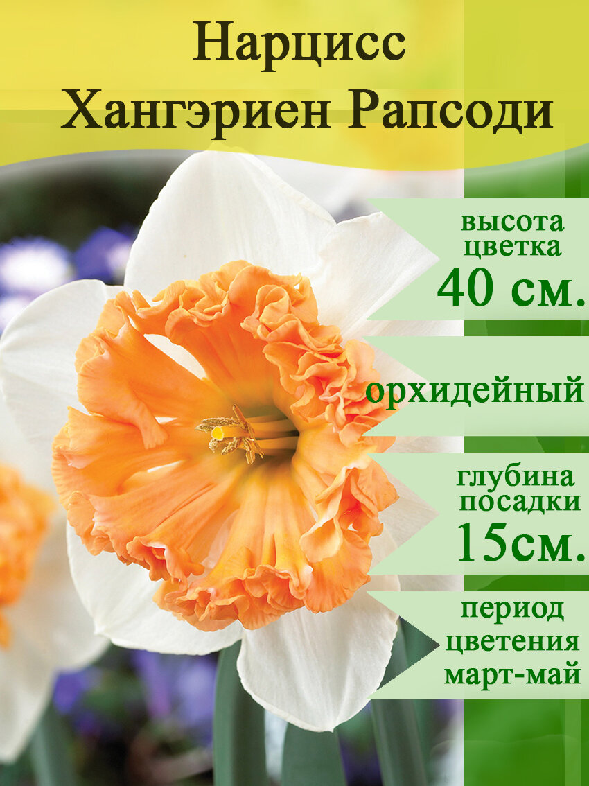 Луковицы нарциссов Хангэриен Рапсоди орхидейный 3шт разбор 12/14