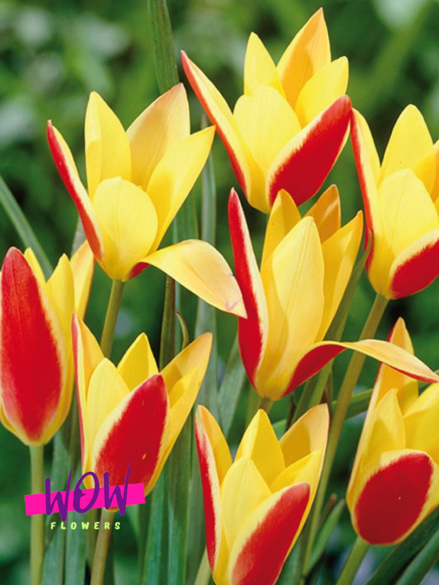 Луковицы цветов, WOW FLOWERS , Тюльпан Клузиана, ботанический , красно-желтый, (3 штуки )