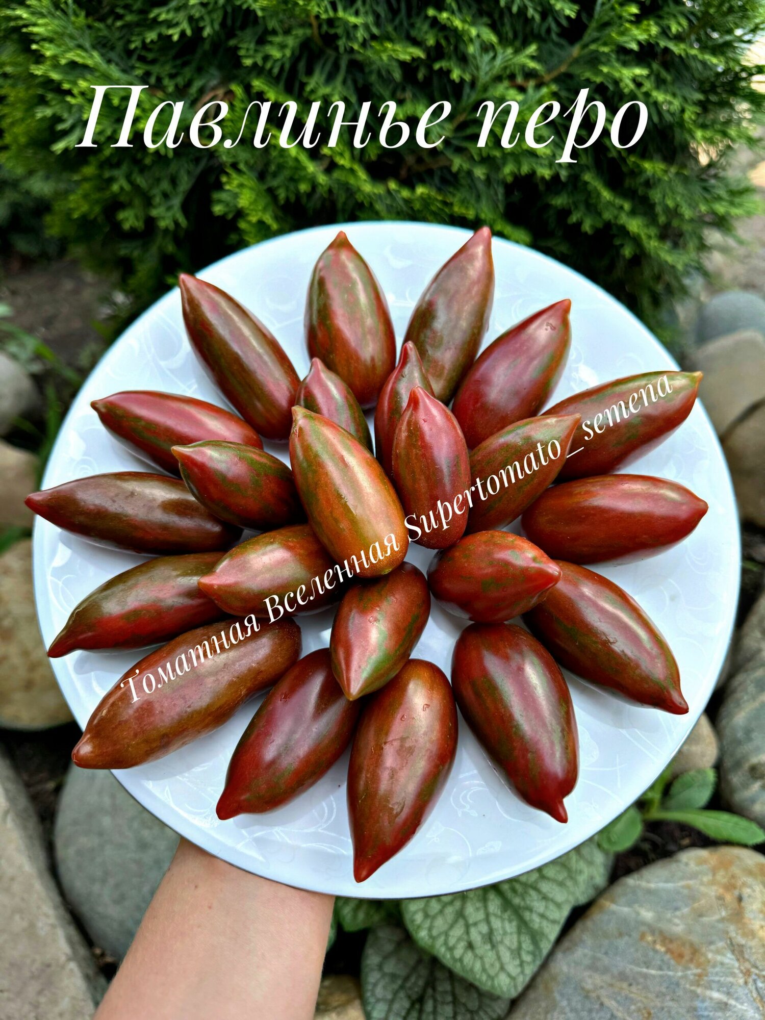 Павлинье перо. Семена томатов. 10 шт
