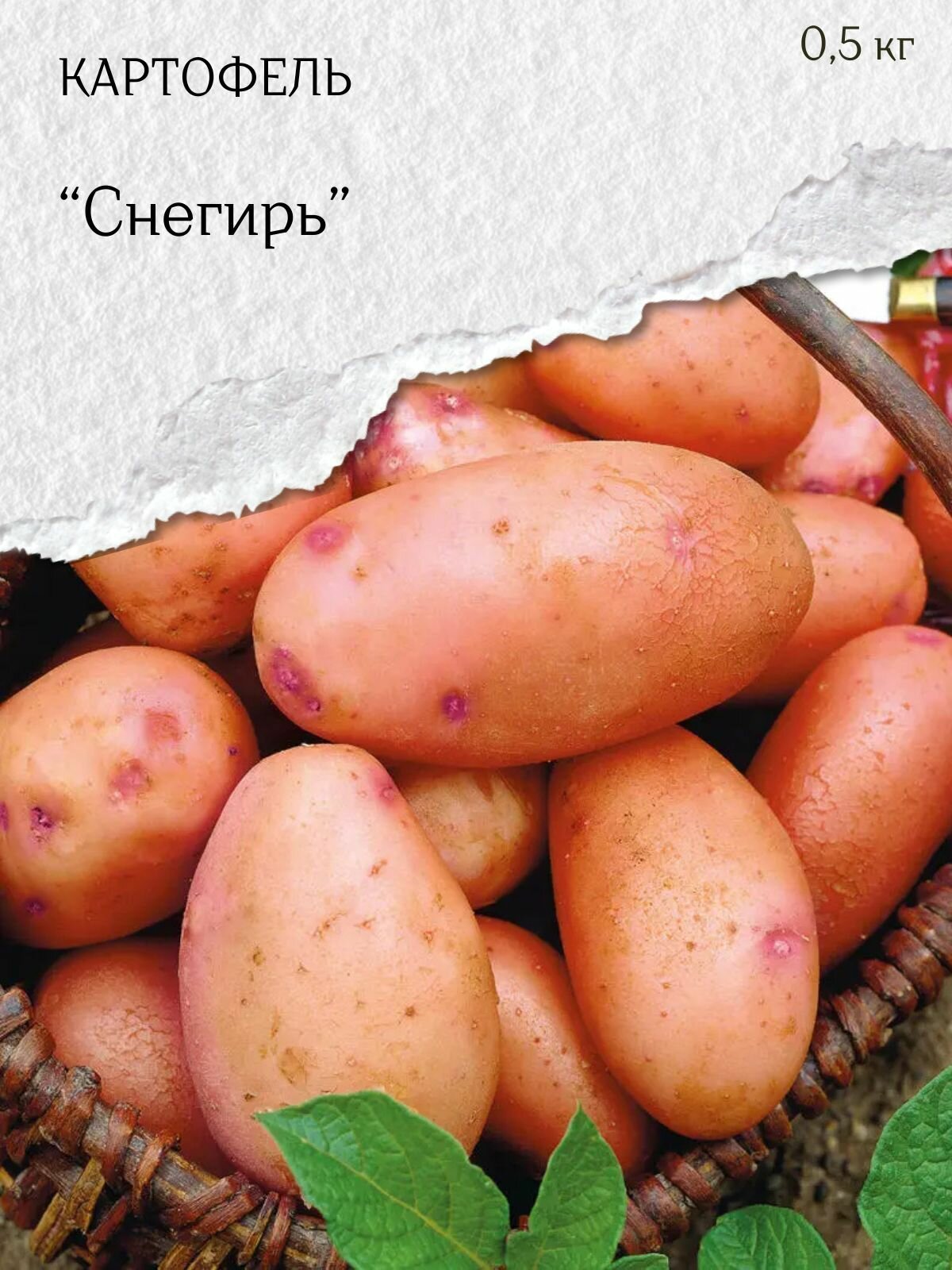 Картофель  Снегирь   семенной красный 500 гр 