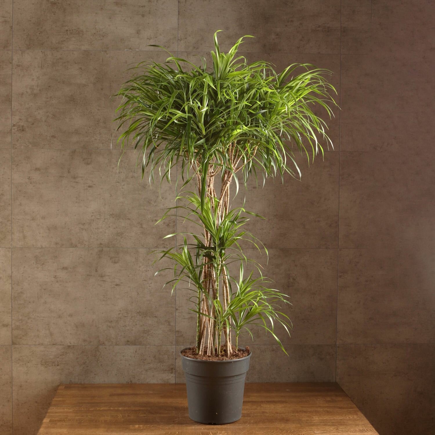 Драцена Рефлекса Анита цилиндр 130/28