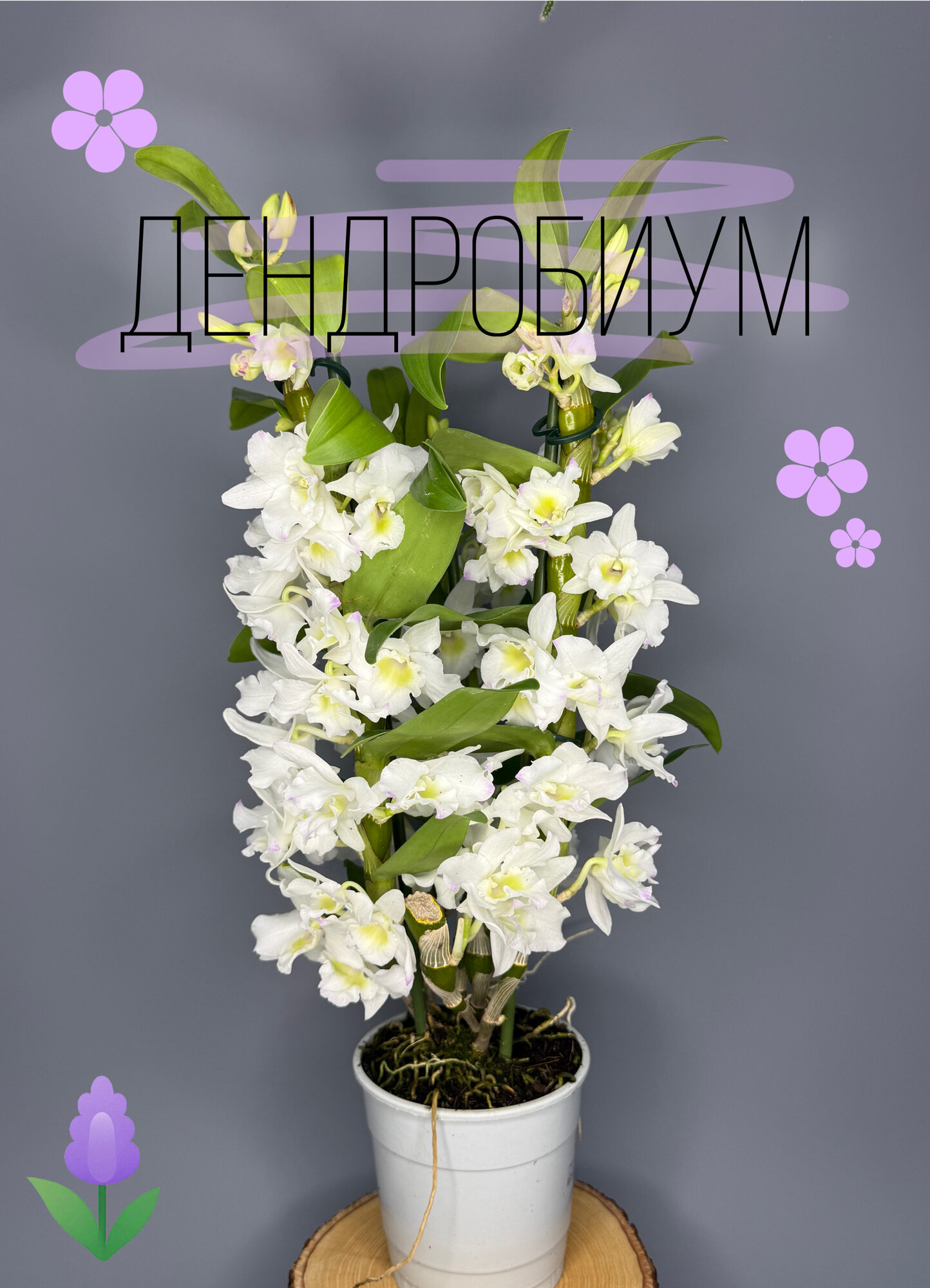 Орхидея Дендробиум Нобиле (Dendrobium nobile) 12см
