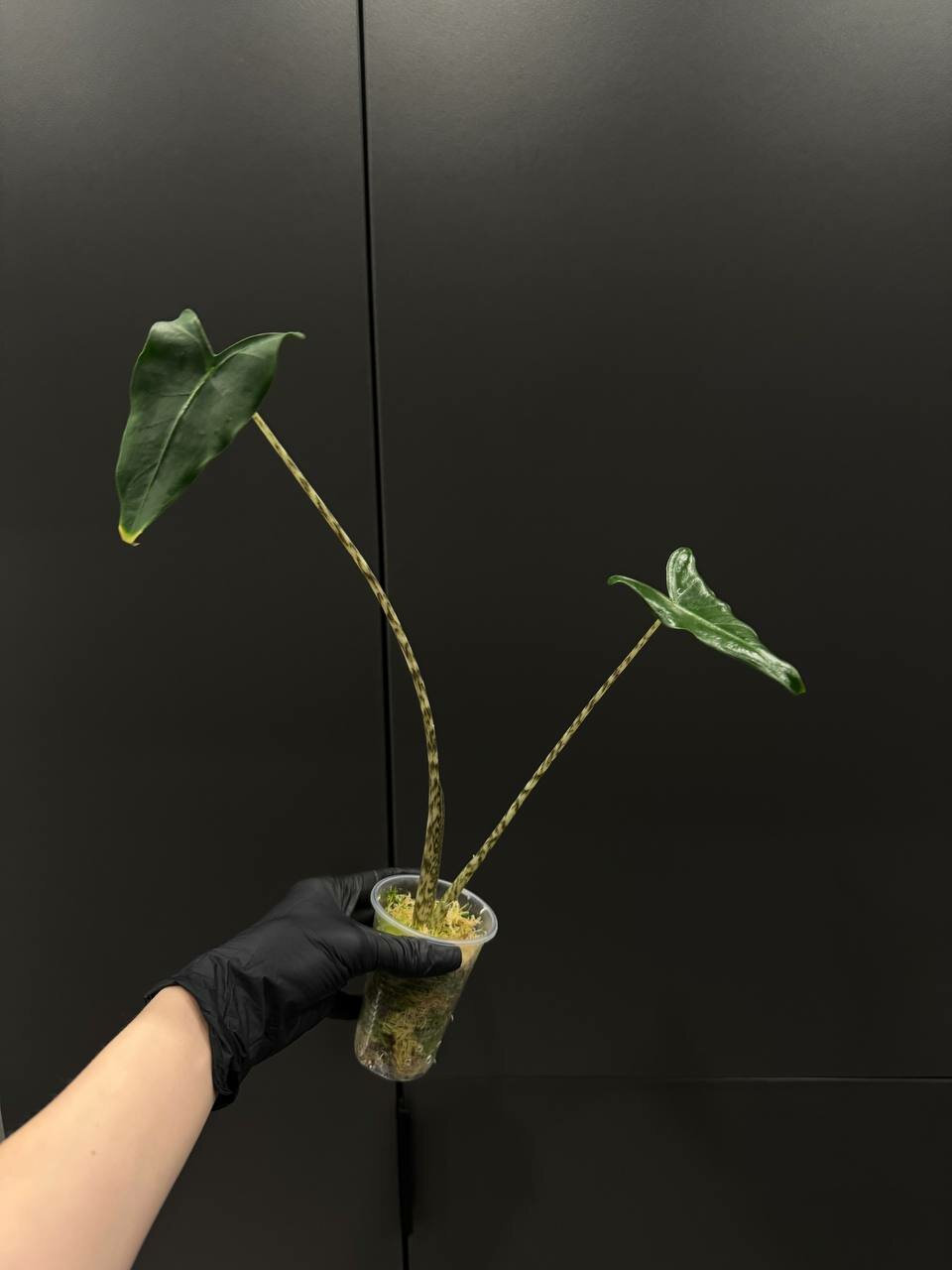 Алоказия Зебрина сибирский тигр Alocasia zebrina Siberian Tiger