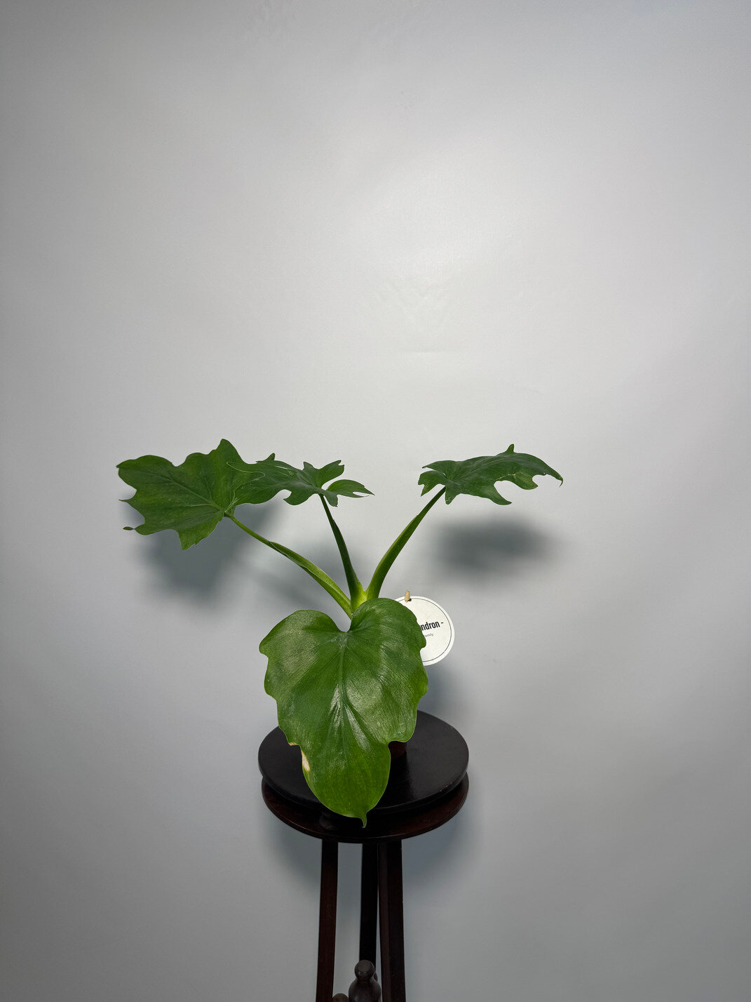 Комнатное растение Филодендрон Бипиннатифидум в транспортировочном кашпо высота 36 см