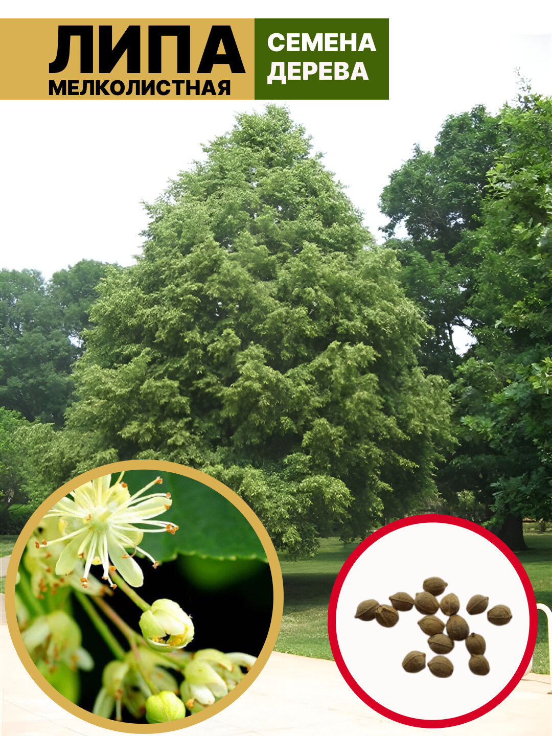 Липа мелколистная, или Липа сердцевидная Семена, (лат. Tilia cordata)
