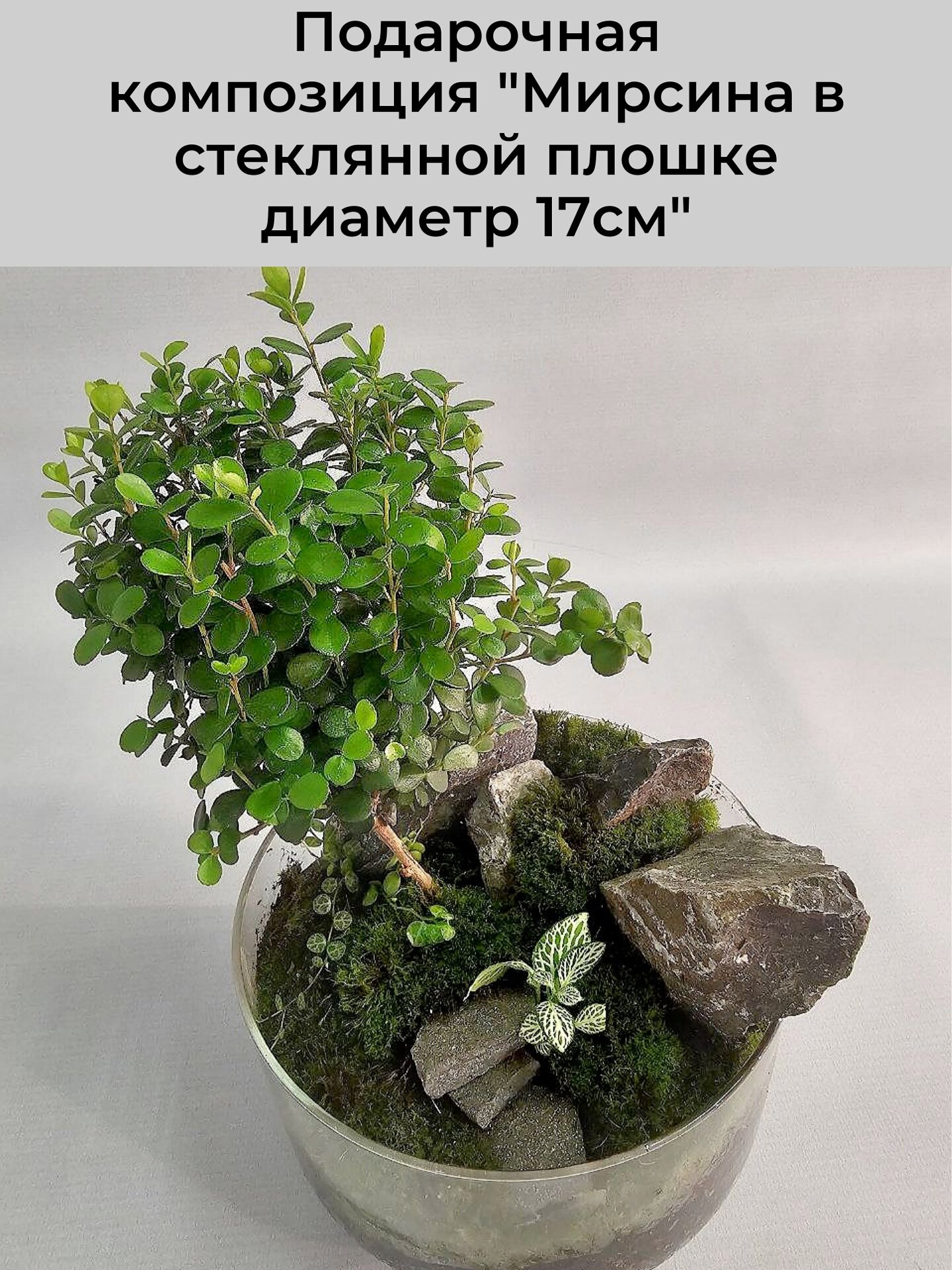 Подарочная композиция "Мирсина", в стеклянной плошке диаметром 17 см, высота 28 см