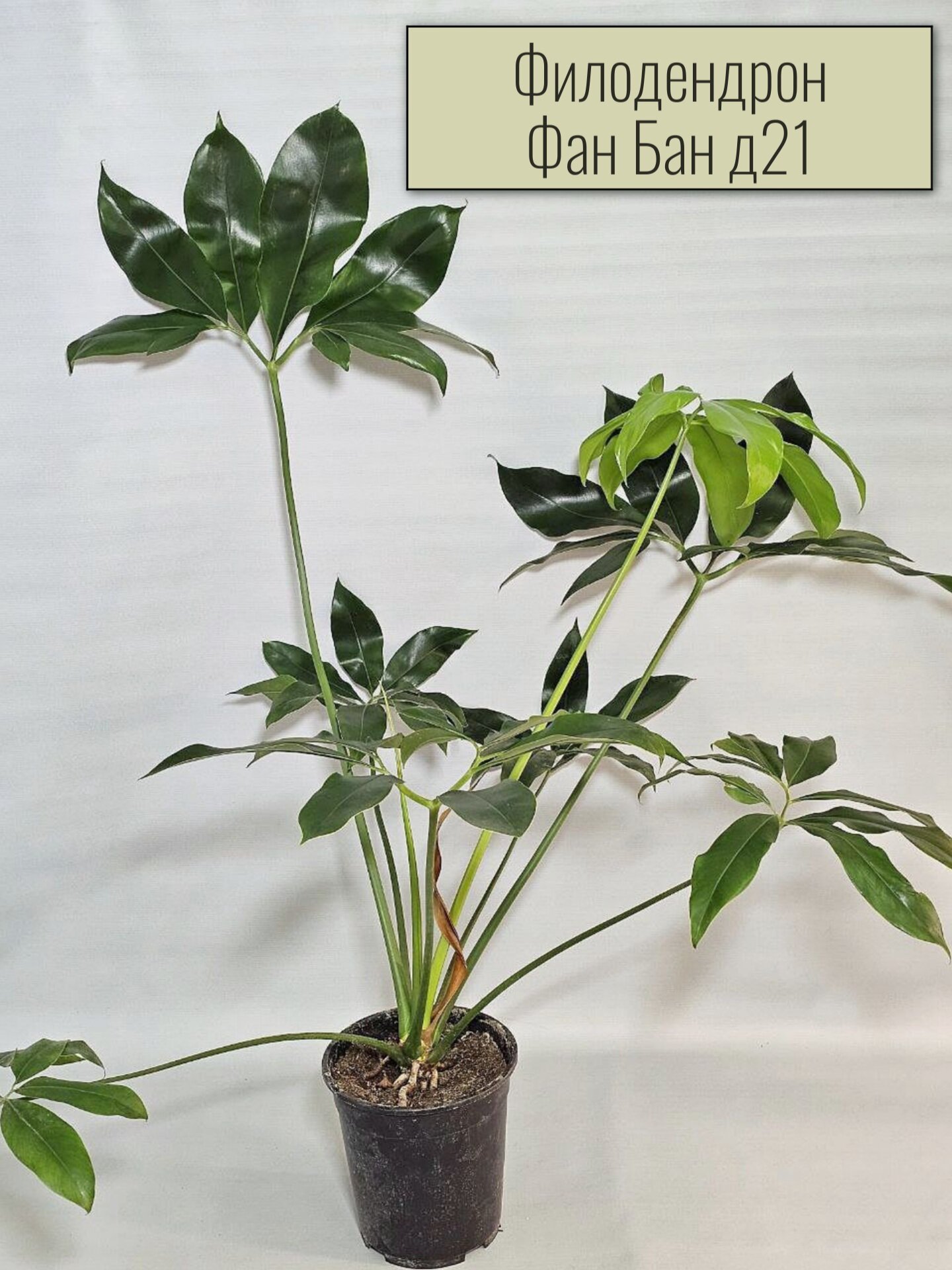 Филодендрон Фан Бан живое растение, крупномер, диаметр горшка 21 см