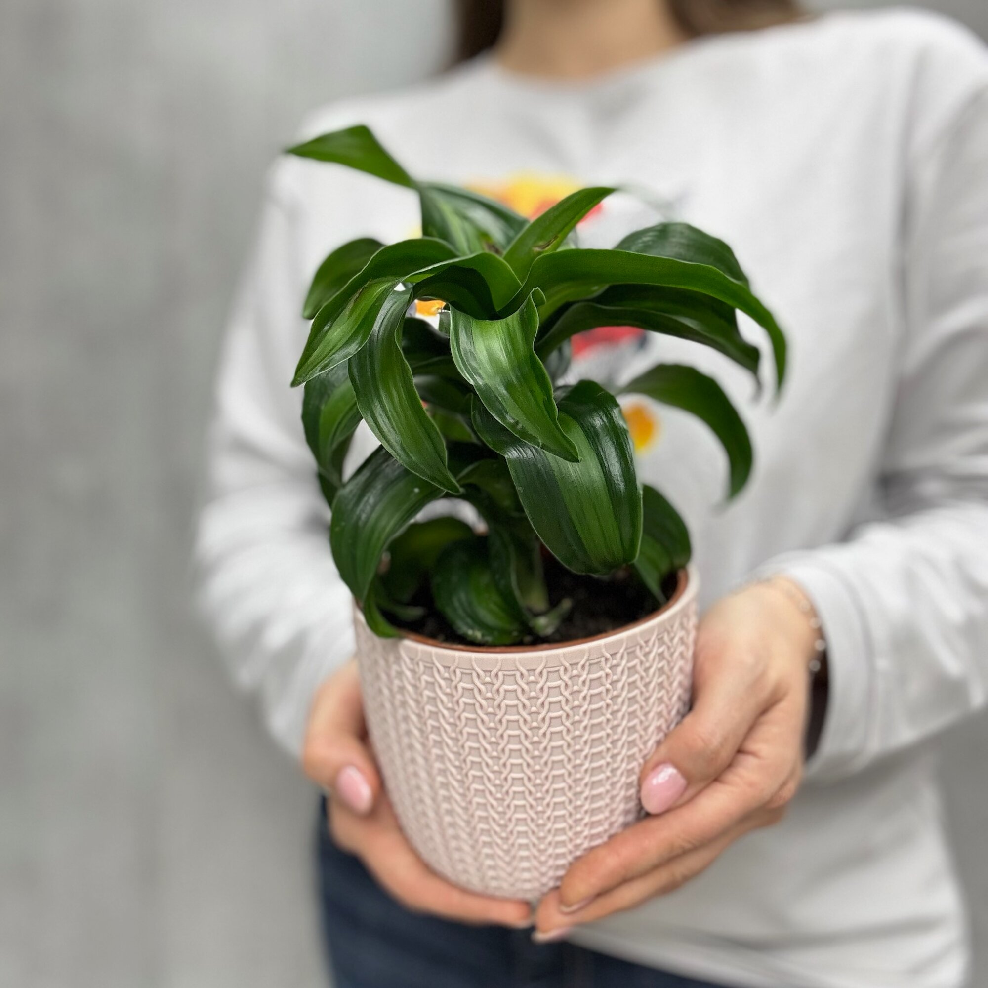 Комнатное растение 